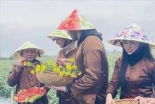Множество жителей и туристов приходят на пляж Тхуанан в городе Хюэ, чтобы отдыхать и купаться. (Фото: ВИА)