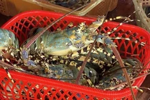 Креветки и пангасиус ведут Вьетнам к рекордному экспорту