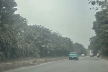 Подъездная дорога вдоль проспекта Тханглонг (участок вблизи Тхиендыонг Баошон) погружена в плотную пыльную дымку. Придорожная растительность побелела, покрывшись толстым слоем мелкой пыли. (Фото: Тхюи Линь)