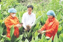 Модель выращивания куркумы как способ выхода из бедности в высокогорных общинах Миньнгок и Миньшон провинции Туенкуанг. (На фото: технический специалист сельскохозяйственно-лесного кооператива комплексного профиля «Нгокшон» проверяет качество корней куркумы перед сбором урожая и переработкой; Фото: Кхань Тоан)