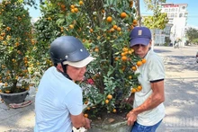 Жители оживлённо готовятся к Тэт, покупают кумкват и персиковые ветви на улицах Ханглыок и Хангма