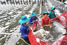 В 2025 году Китай стал крупнейшим рынком сбыта вьетнамских креветок с общим объемом импорта на сумму 1,3 млрд долл. США, что на 55% больше по сравнению с 2024 годом. (Фото: ВИА)