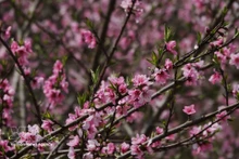 Цветы колокольчатого персика на вершине горы Бана