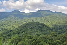 Вьетнам входит в число ведущих стран Азии в области восстановления лесов и устойчивого управления лесными ресурсами. (Фото: ВИА)