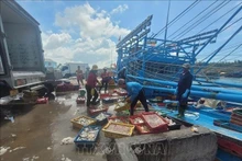Морепродукты с рыболовного судна выгружаются в рыболовном порту Биньчау в Хошимине. (Фото: ВИА)