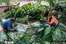 Пучки ярко-зелёных листьев зонг тщательно отбирают, моют и аккуратно раскладывают, подготавливая к этапу заворачивания бань чынг. (Фото: ВИА)