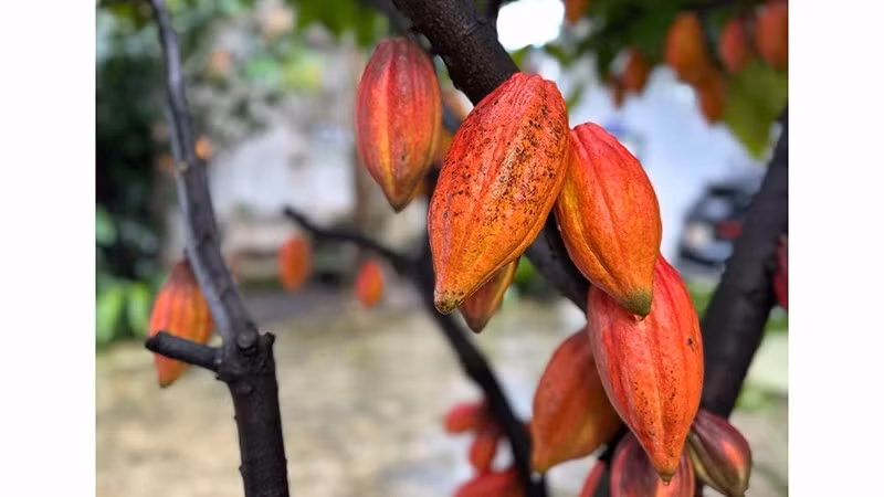 Один из ценных сортов какао, сохраняемых в акционерной компании «Azzan Cacao–Chocolate» (квартал Буонматхуот, провинция Даклак). iФото: ВИА