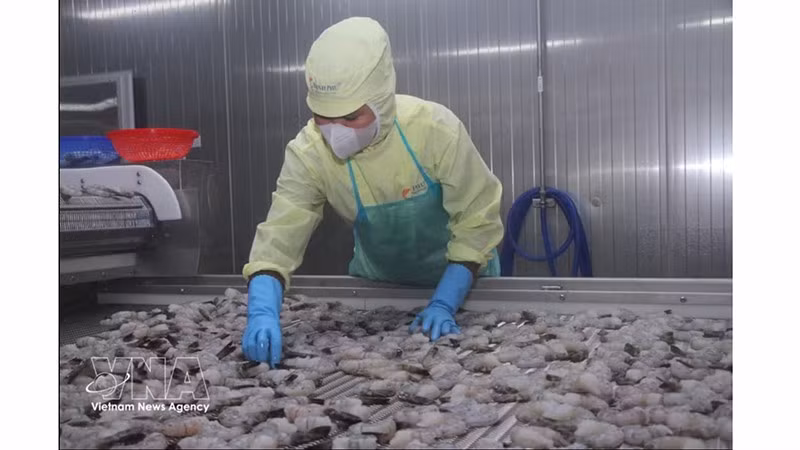 За первые восемь месяцев 2026 года экспорт креветок достиг 3,29 млрд долларов США, увеличившись на 12,3% и составив около 41% общего объема экспорта морепродуктов. (Фото: ВИА)