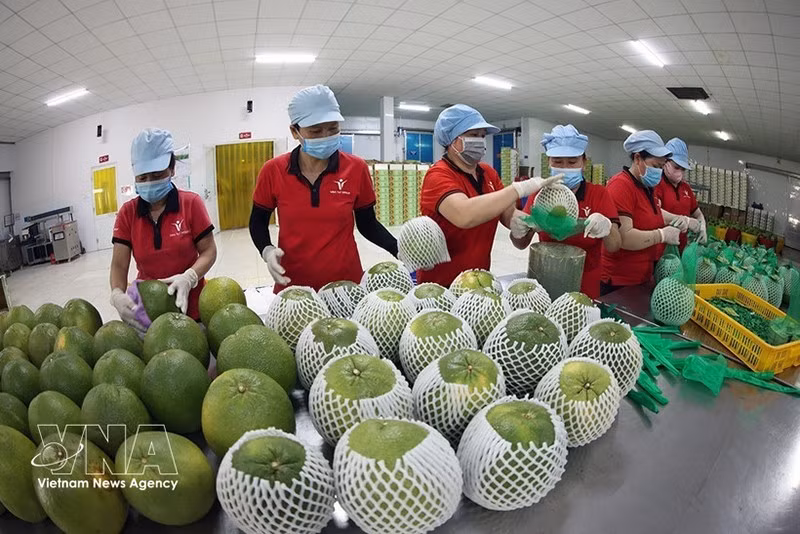 Упаковка экспортной продукции зелёного помело на заводе компании Vina T&T Group в провинции Виньлонг. Фото: ВИА