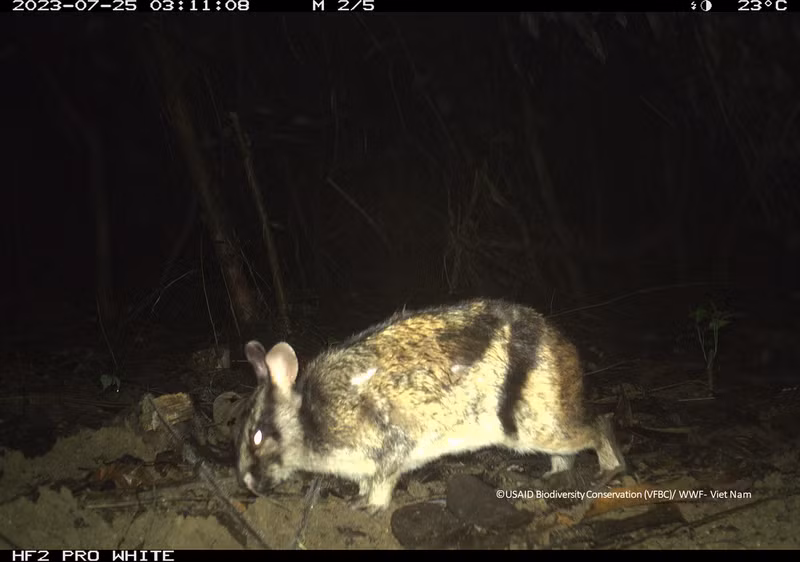 Аннамский полосатый кролик (Nesolagus timminsi) попал в фотоловушку в национальном парке Вукуанг в 2023 году. Аннамский полосатый кролик (Nesolagus timminsi) попал в фотоловушку в национальном парке Вукуанг в 2023 году.