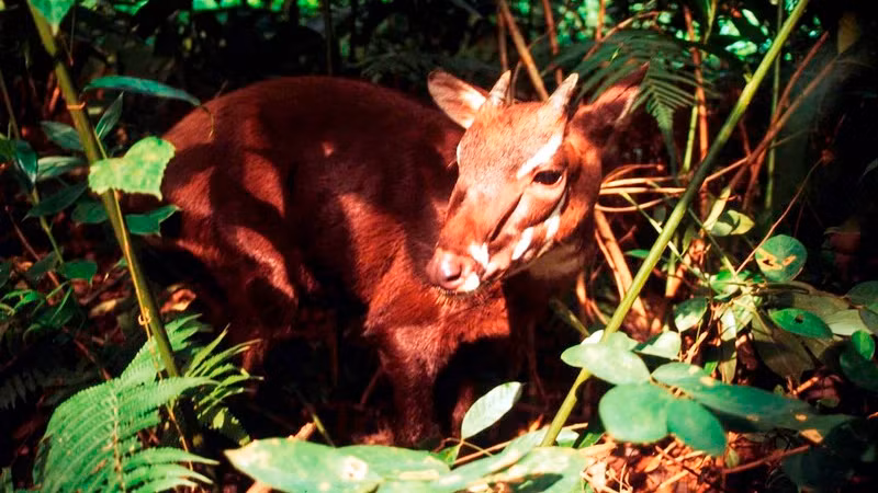 Вьетнамская саола. Фото: WWF