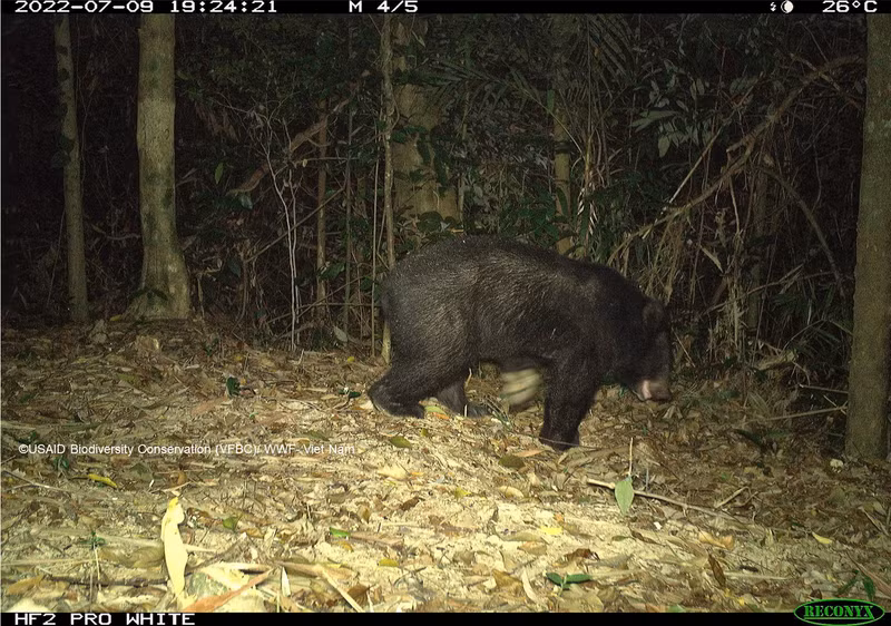 Гималайский медведь (Ursus thibetanus) был сфотографирован фотоловушкой в заповеднике Донгтяу-Кхеныокчонг в 2022 году. Гималайский медведь (Ursus thibetanus) был сфотографирован фотоловушкой в заповеднике Донгтяу-Кхеныокчонг в 2022 году.