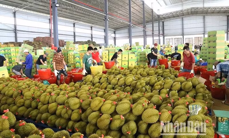 Предприятие по закупке и упаковке дуриана для экспорта в уезде Кронгпак. Предприятие по закупке и упаковке дуриана для экспорта в уезде Кронгпак.