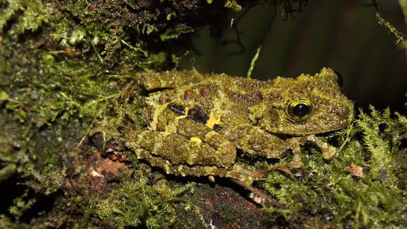 Вид лягушки Theloderma khoii.