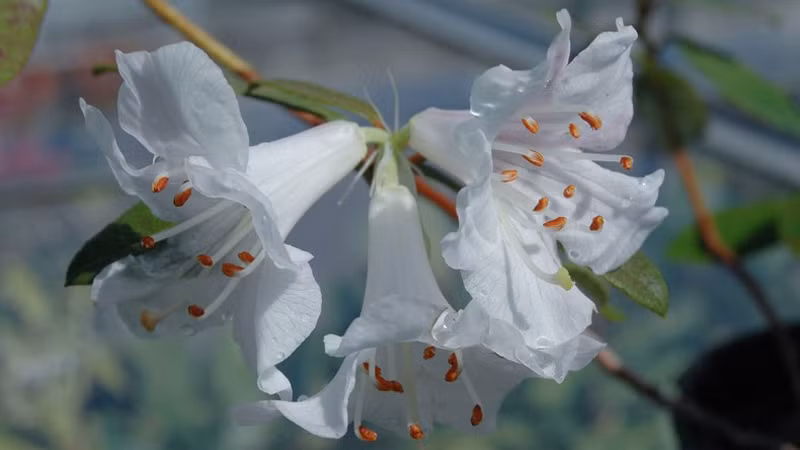 Вид цветов Rhododendron tephropeploides.