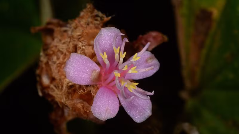 Вид цветов Xephoanthus nubigenus.