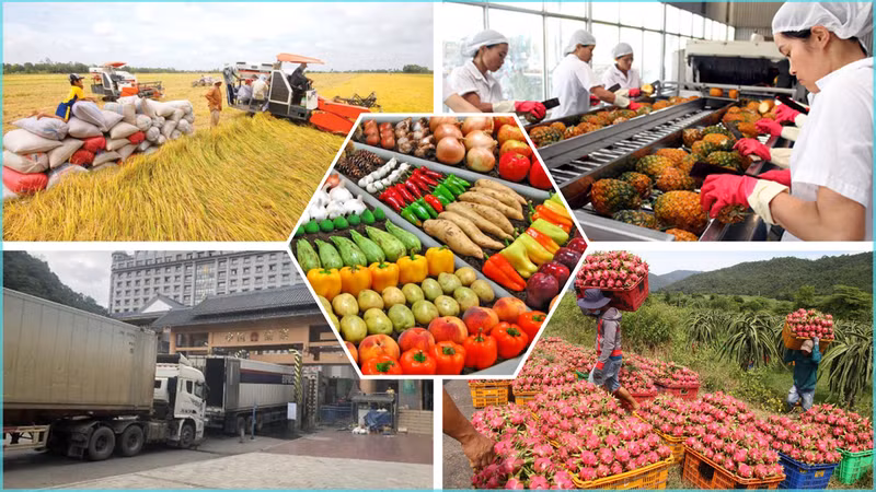 Вьетнаму удалось вывести на рынок ЕС ряд сельскохозяйственных продуктов. Фото: kinhtenongthon.vn