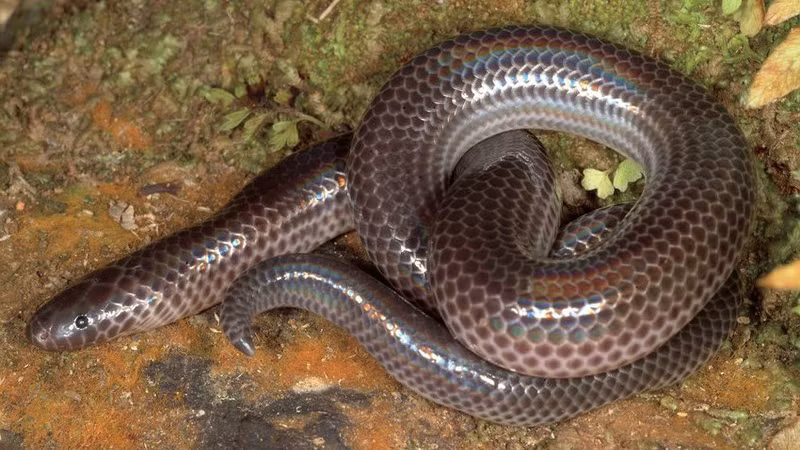 Вид змеи Xenopeltis intermedius.