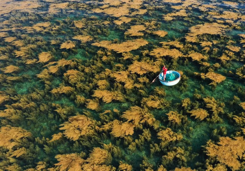 На фотографии, опубликованной в National Geographic в октябре 2022 года, запечатлен момент, когда рыбак собирает морские водоросли саргассум на острове Хонкхо города Кюиньон.