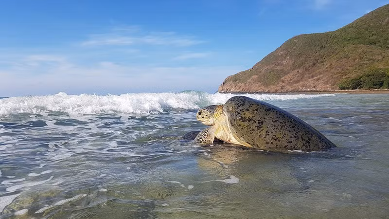 Спаривание морских черепах у берега Большого песчаного пляжа на острове Бэйкань в Национальном парке Кондао. Спаривание морских черепах у берега Большого песчаного пляжа на острове Бэйкань в Национальном парке Кондао.