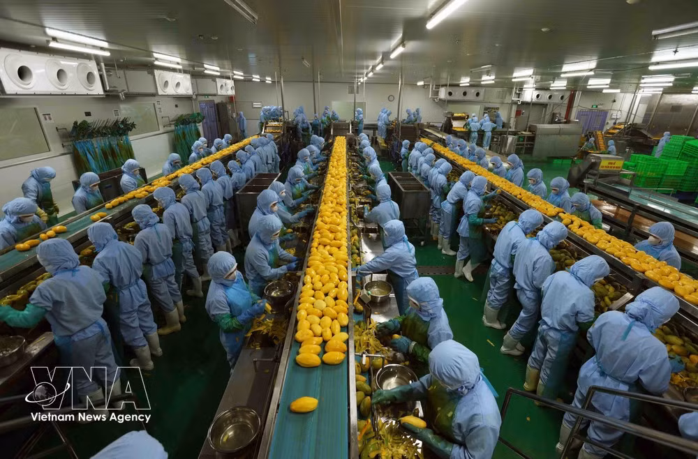 Переработка сельскохозяйственной продукции для экспорта на рынки Японии, США и Европы на предприятии компании B'LaoFood в провинции Ламдонг. (Фото: ВИА)