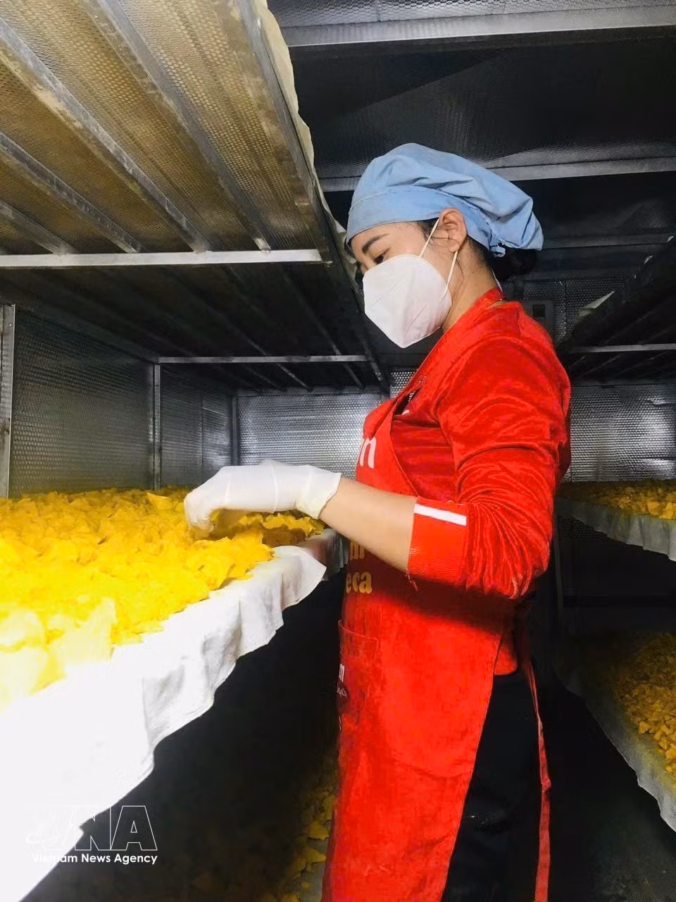 Сельскохозяйственный кооператив по производству куркумового крахмала в западной части провинции Нгеан сосредоточился на освоении и сохранении экосистемы местного лекарственного сырья, создавая продукцию с высокой экономической ценностью. (Фото: ВИА)