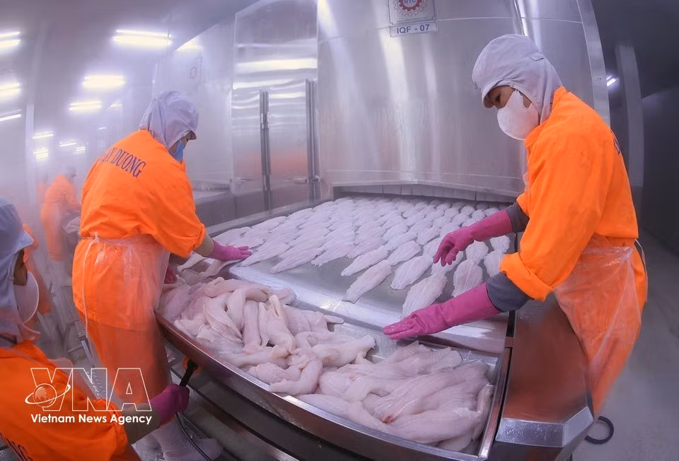 Продукция из пангасиуса отправляется на заморозку на заводе Дай Тай Зыонг. (Фото: ВИА)