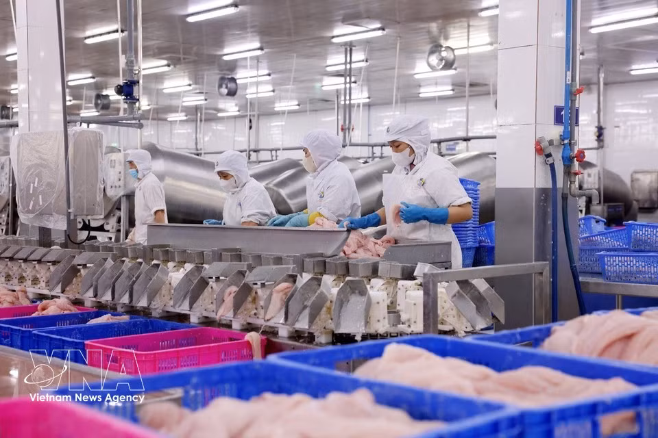 Продукция из пангасиуса компании Navico имеет сертификаты качества ISO, GlobalGAP, HACCP, IFS, BRC, GMP и Halal и экспортируется на рынки Китая, стран Ближнего Востока, Бразилии, Азии, Мексики и США. Выручка компании ежегодно растёт; предприятие стремится достичь показателя 1,2 трлн донгов в 2026 году и 1,4 трлн донгов в 2027 году. (Фото: ВИА)