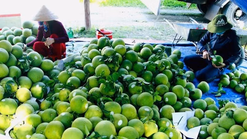 Экспорт сельхозпродукции Ханоя в 2025 году превысил 2 млрд долларов США. Фото: ВИА