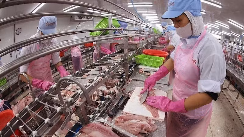 Переработка экспортной продукции из филе пангасиуса на заводе Акционерной компании Го Данг Тьензянг. Фото: ВИА