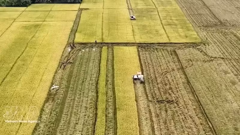 Уборка риса в дельте Меконга. Фото: ВИА