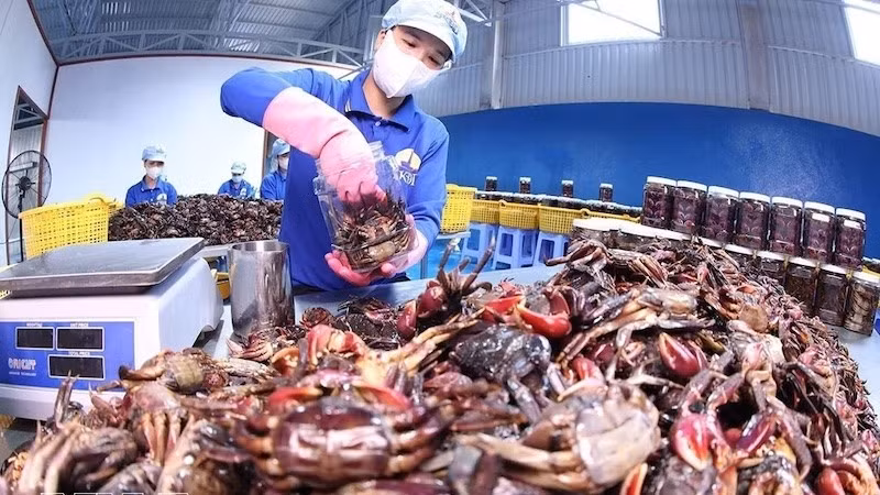 Упаковка продукции из краба бакхиа на кооперативе Кооператив Бакхиа Дамзой, община Куатьфам, провинция Камау. Фото: ВИА