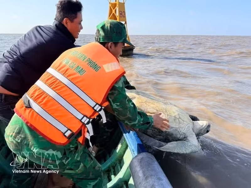 Сотрудники пограничного поста Датмуй совместно с подразделением лесной охраны Нгокхьен и властями общины Датмуй провинции Камау выпускают обратно в море зелёную морскую черепаху весом 120 кг. (Фото: ВИА)