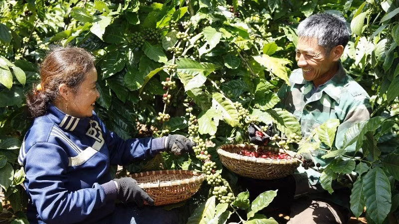 Регенеративное сельское хозяйство открывает путь к устойчивому развитию кофейной отрасли Вьетнама