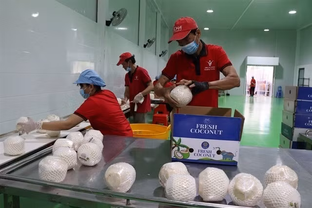 Рабочие упаковывают свежие кокосы для экспорта на перерабатывающем предприятии в провинции Виньлонг. (Фото: ВИА)