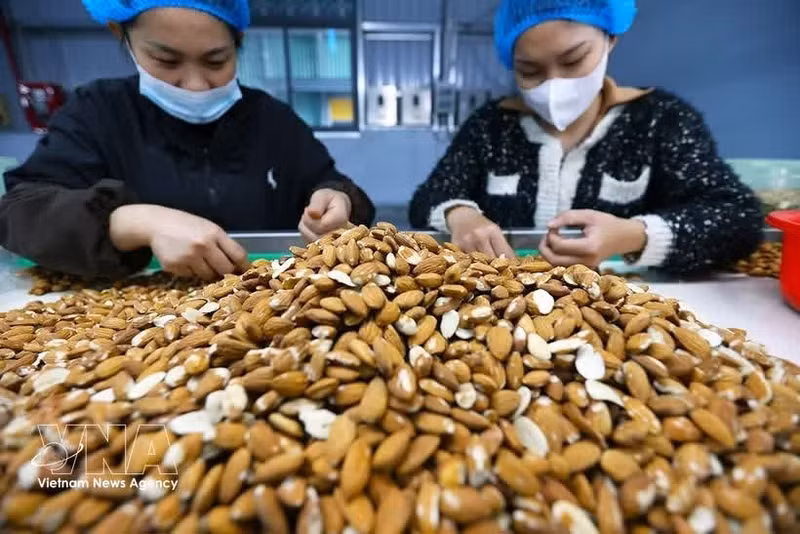 Сортировка и переработка миндаля на экспорт на заводе компании Gold Tree Food Vietnam (100% китайский капитал), расположенном в промышленном парке Тыха города Хюэ. (Фото: ВИА)