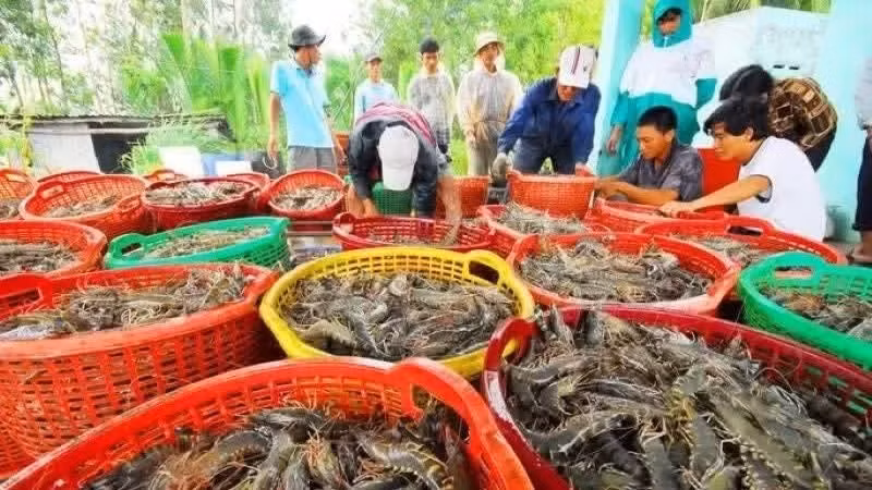 По итогам первого полугодия 2026 года экспорт морепродуктов Вьетнама достиг почти 5,8 млрд долларов США.