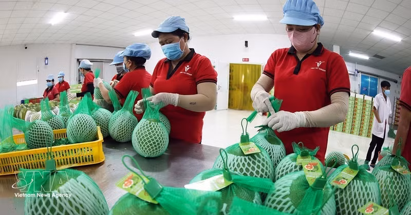 Упаковка экспортной продукции помело сорта «за сянь» на предприятии компании Vina T&T Group в провинции Виньлонг. Фото: ВИА