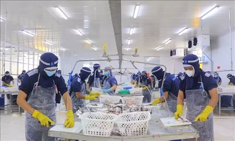 Рабочие на предприятии Cuu Long Fish JSC в провинции Анжанг. Фото: ВИA