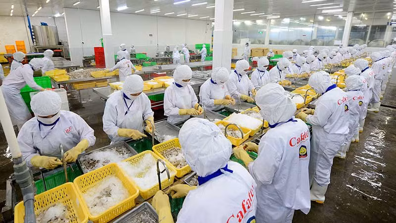 Переработка водных продуктов в АО Cafatex (провинция Хаужанг). Фото: Чан Куок