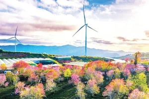 Проект ветроэнергетики в районе «цветочного Ламдонга» – один из трех «ядерных» регионов провинции.