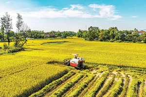 Сельское хозяйство Вьетнама – 40 лет дела обновления страны: от нехватки риса до опоры национальной экономики