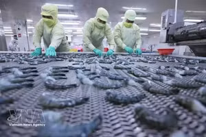 Черных тигровых креветок замораживают для экспорта на перерабатывающем предприятии корпорации Minh Phu Seafood. Фото: ВИА
