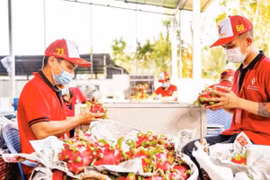 Проверка питайи перед экспортом компанией Vina T&T Group. Фото: Минь Ань 