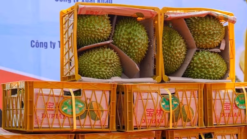 Дуриан является одним из самых востребованных товаров, экспортируемых в Китай. Фото: ВИА
