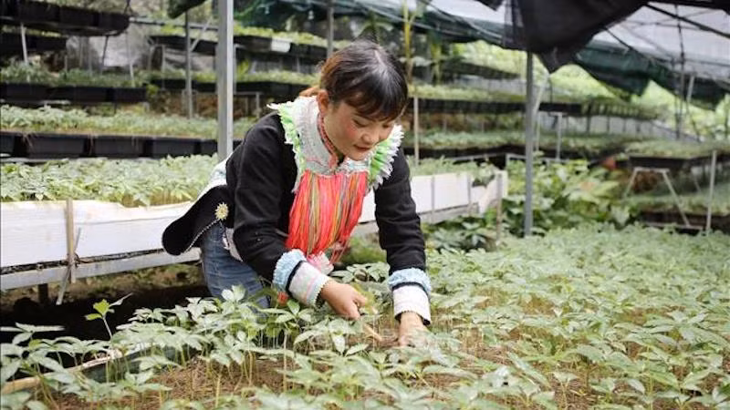 Выращивание лекарственных трав в районах этнических меньшинств и горных районах помогает обеспечивать благополучную жизнь местных жителей. Фото: ВИА