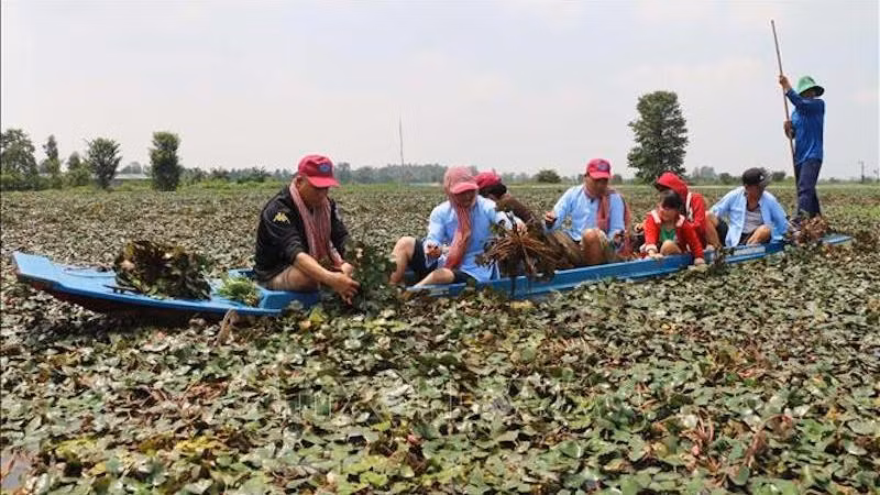 Туристы собирают плоды водяного ореха в уезде Футан провинции Анжанг. Фото: ВИА