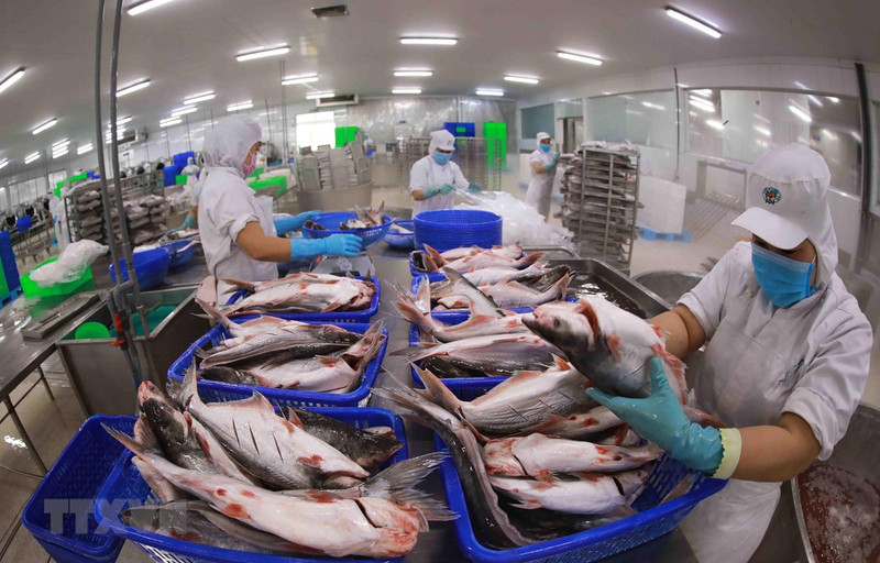 Пангасиус является одним из ключевых экспортных товаров Вьетнама. Фото: ВИА