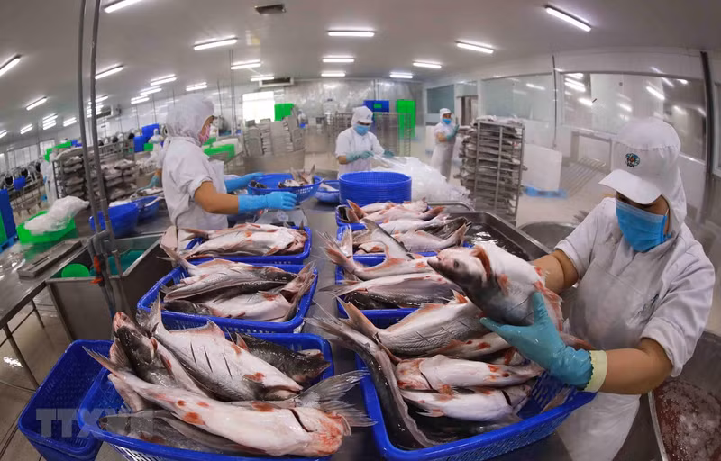 Пангасиус является одним из ключевых экспортных товаров Вьетнама. Фото: ВИА