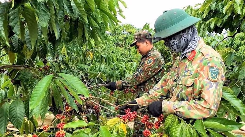 Тэйнгуен стал регионом крупномасштабного производства ключевых сельскохозяйственных продуктов. Фото: Уонг Тхай Биеу